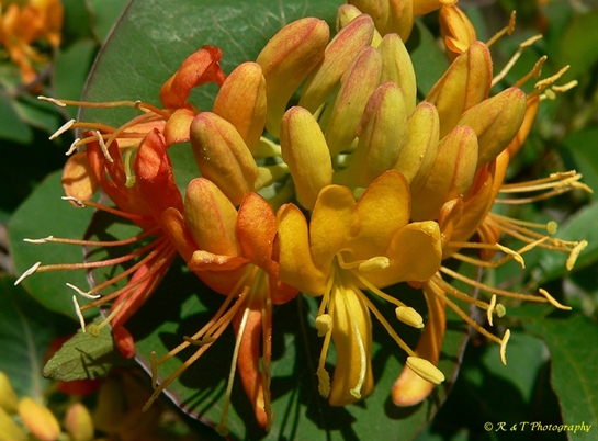 {Lonicera flava}